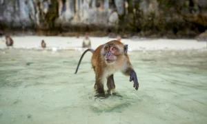 Monkey Beach-