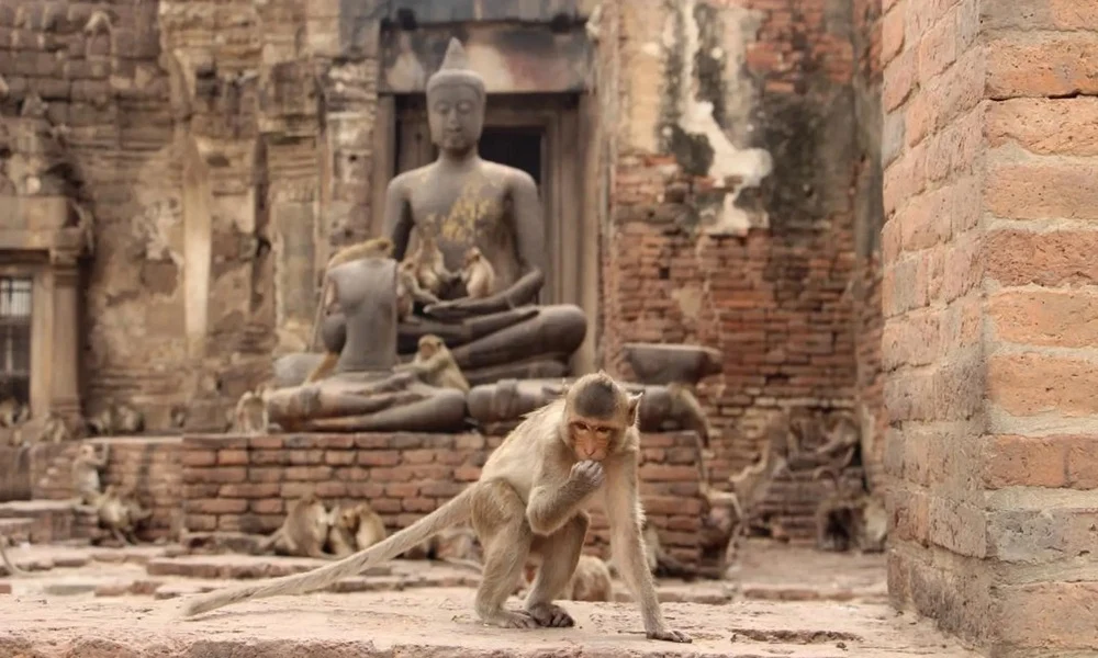 Tailandia - Templo de los monos