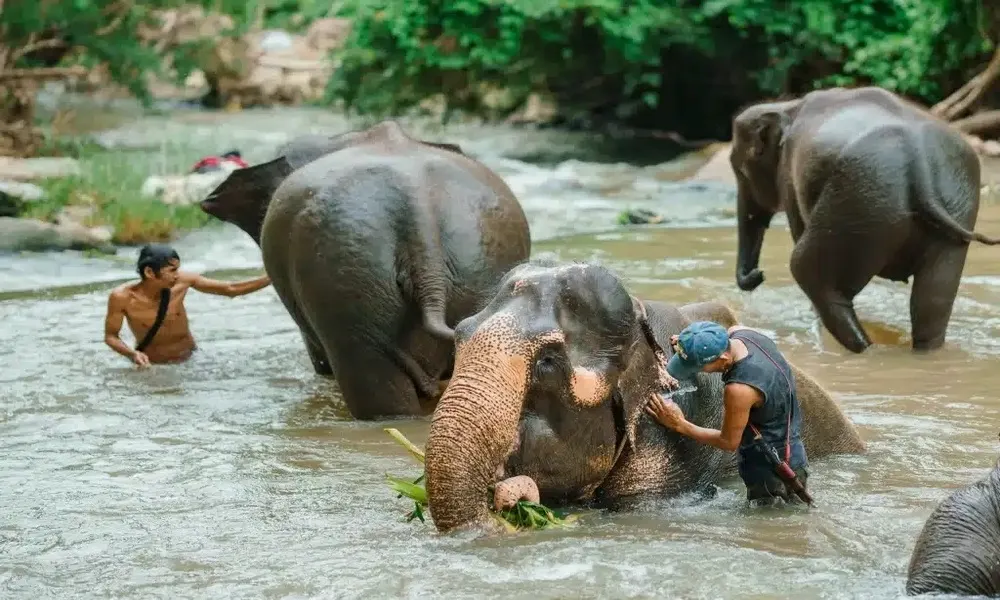 Elefantes de Tailandia