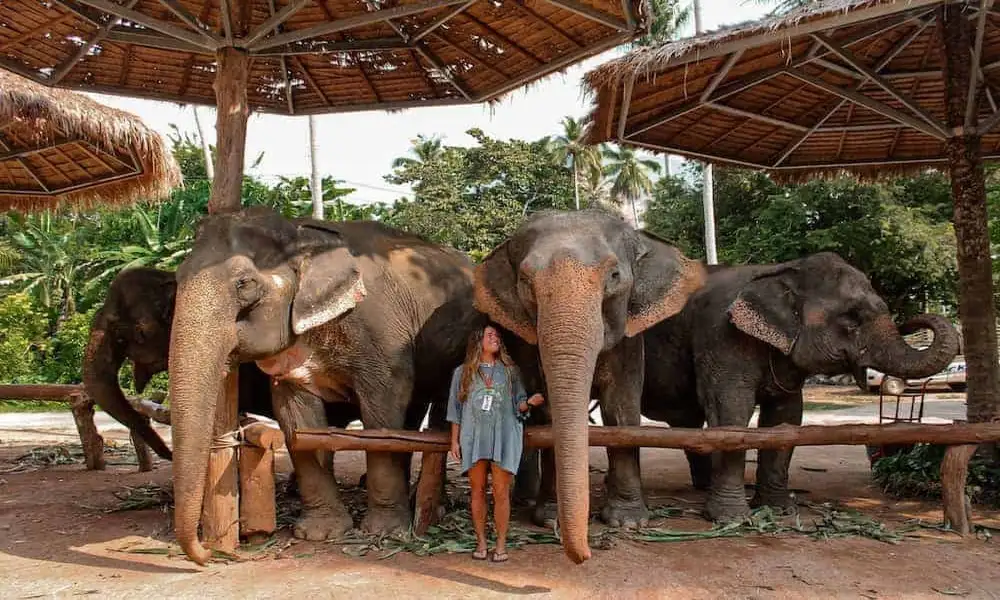 Elefantes en los santuorios de tailandia