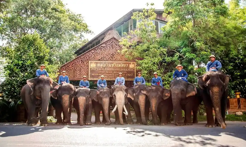 Montar elefantes en Tailandia