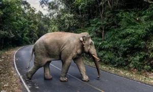 Parque Nacional Khao Yai-