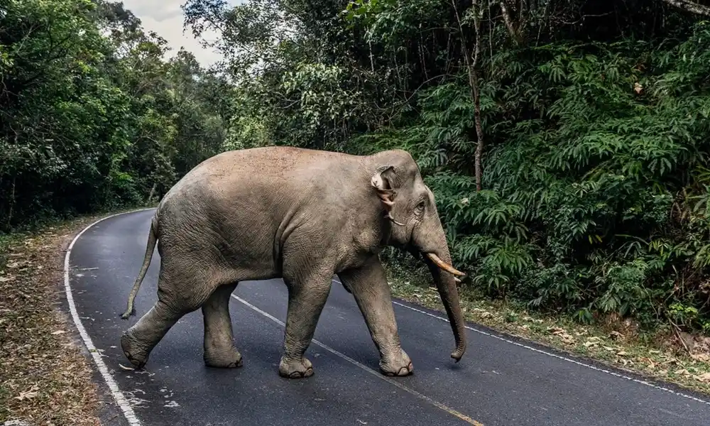 Parque Nacional Khao Yai-