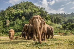 Tailandia - Elefantes en Tailandia