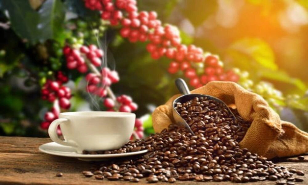 Árboles de café