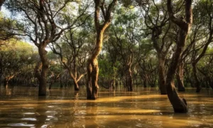 Bosque inundado