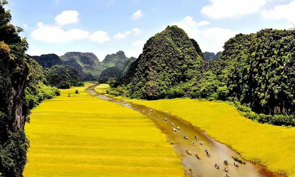 Campos de arroz maduro entre maravilloso paisaje