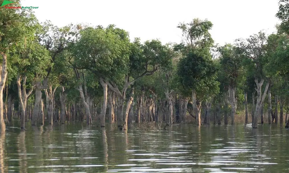 La vegetación acuática en Tonle Sap