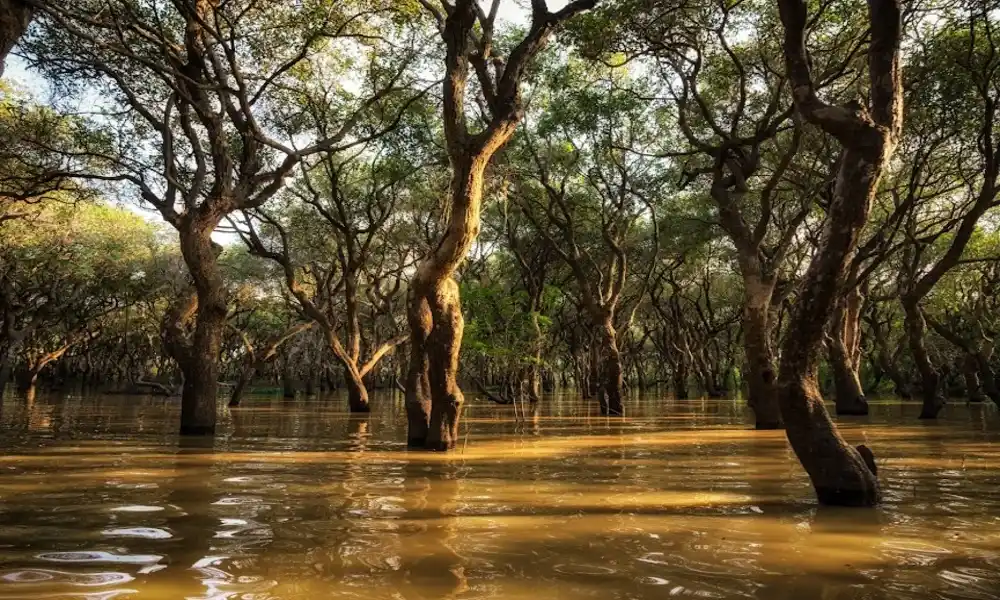 Vegetación acuática en Tonle Sap