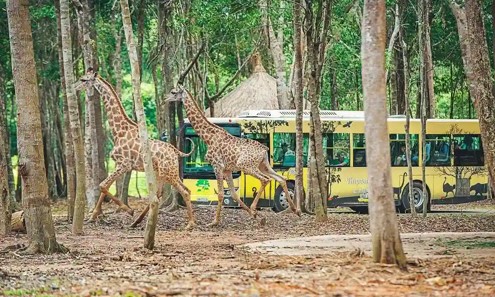 VinWonders Safari en Phu Quoc