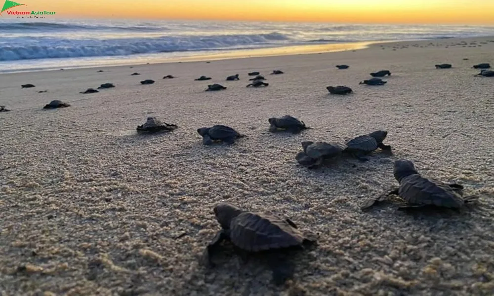 Visita el santuario de tortugas bebés