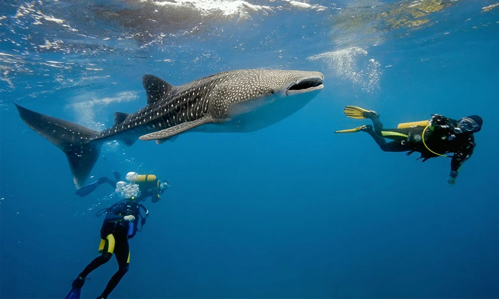 Actividades en la isla de monose
