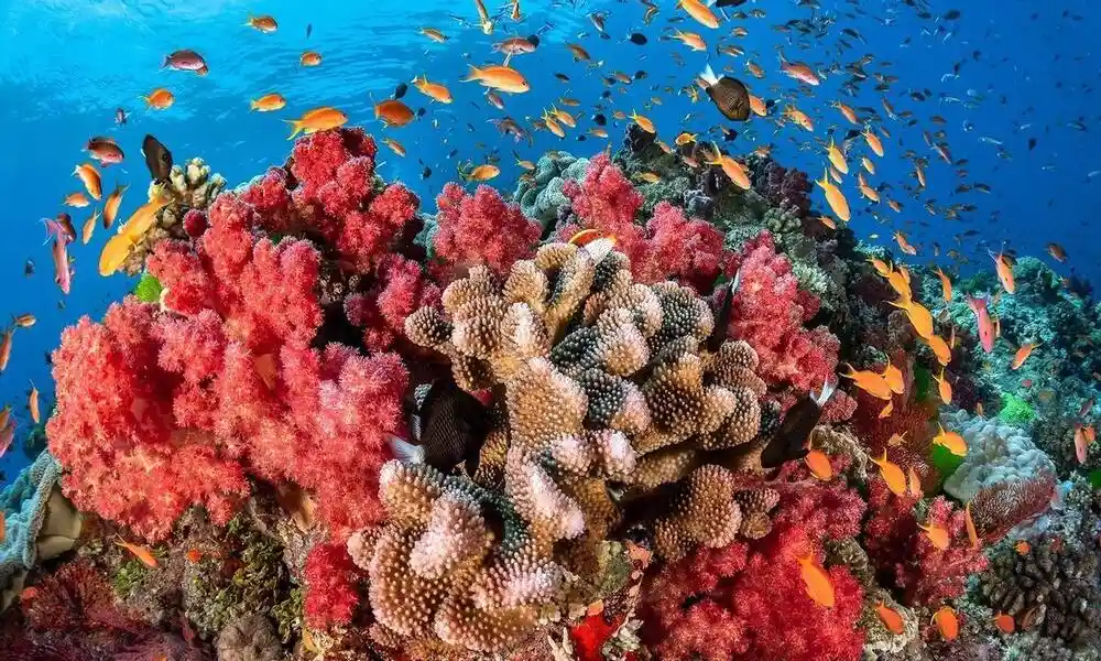 Arrecife de coral en Ao Nang