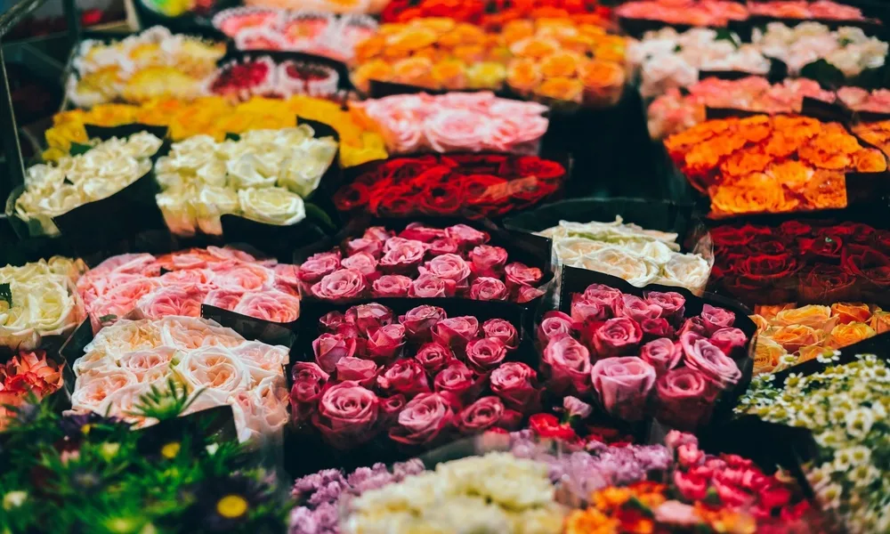 Colores vivos de Flor