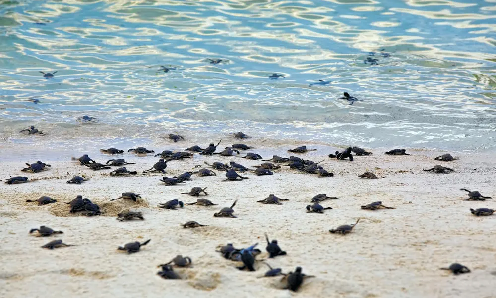 El santuario de tortugas bebés