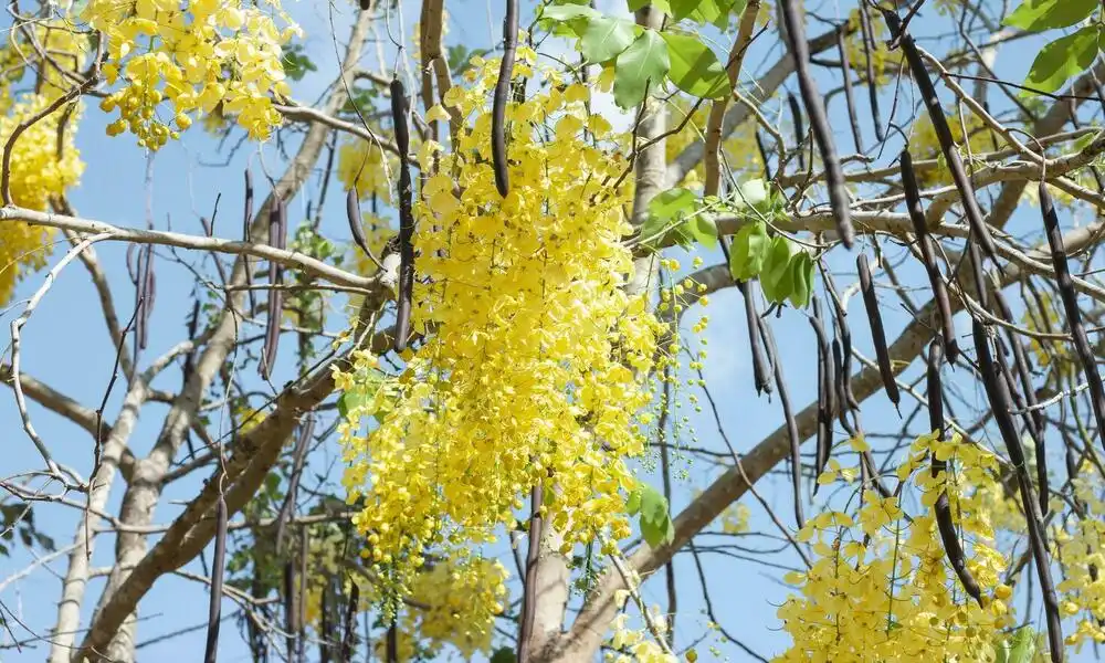 La flor Ratchaphruek de Tailandia
