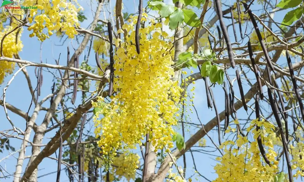 La flor Ratchaphruek