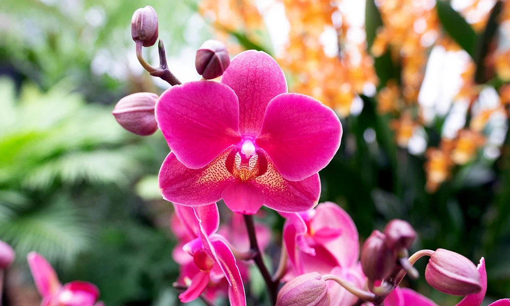 Orquídea - Elegante y exótica