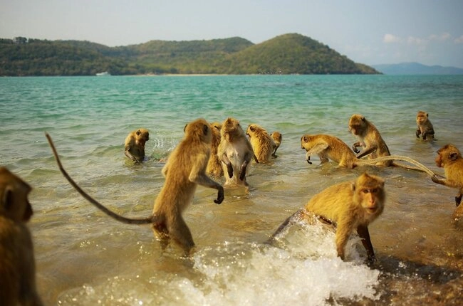 Actividades en la playa de los monos