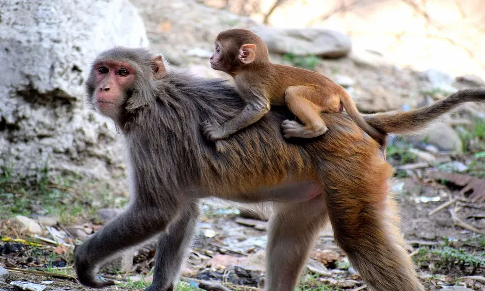 Toma fotografías de monos