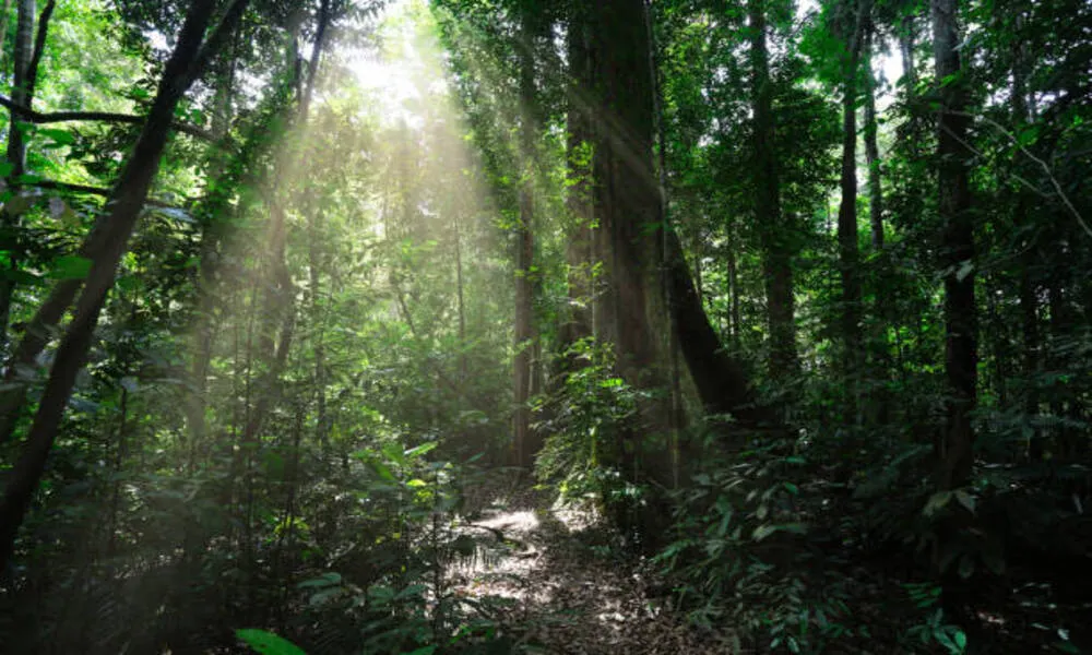 Bosques tropicales en Indonesia