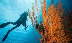 Bucear en la isla de Derawan