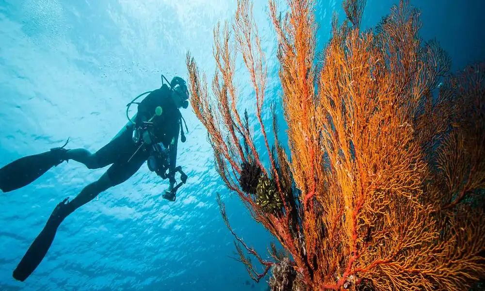 Bucear en la isla de Derawan