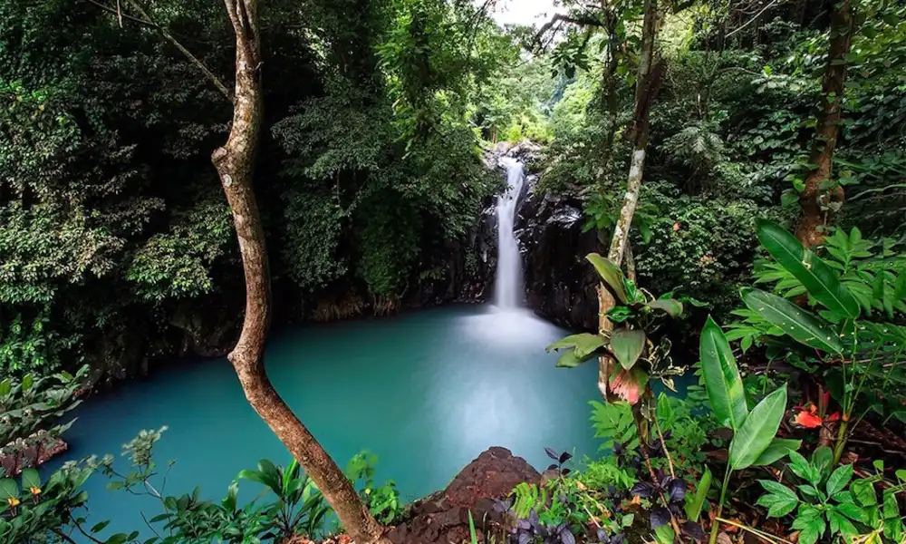 Explorar la selva tropical y la vida silvestre
