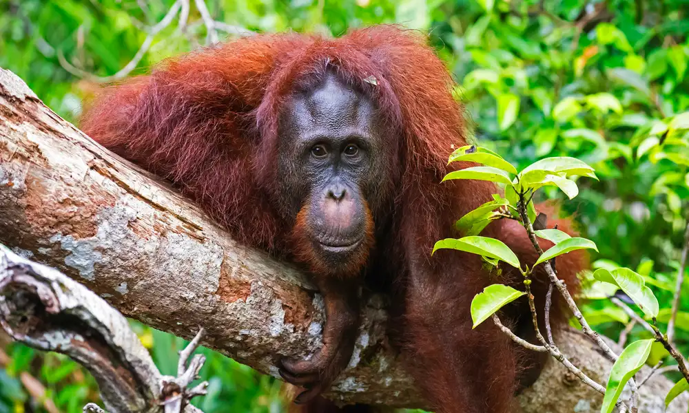 Orangutanes en Tanjung Puting