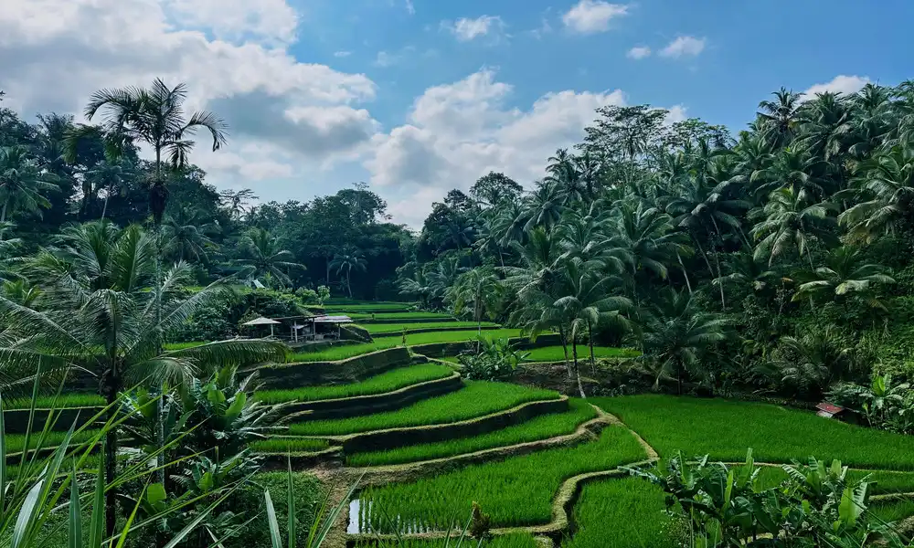 Paisaje de Ubud