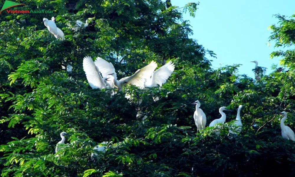 Santuario de aves Vam Ho