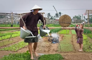 Hoi An - Huerto de té y canela