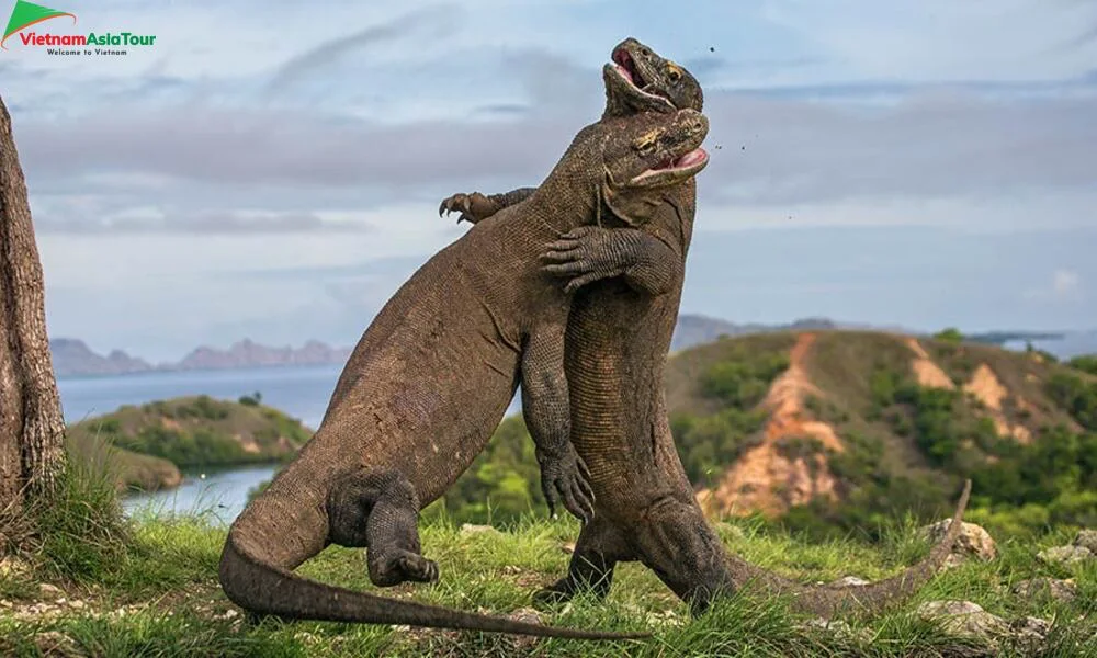 Los dragones de Komodo