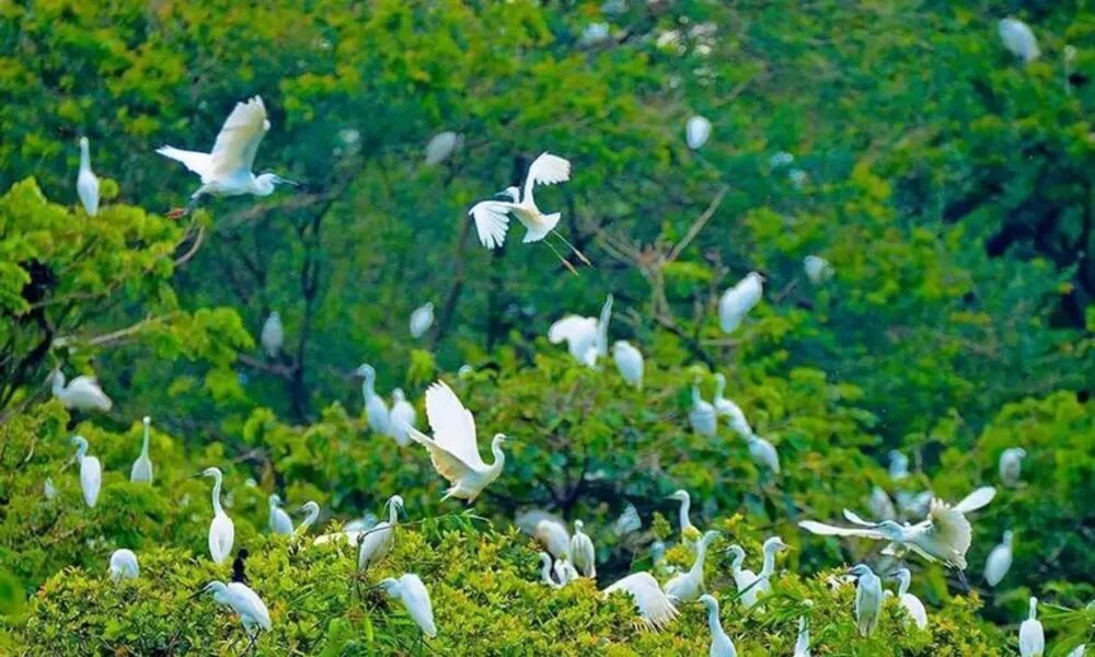 Santuario de aves de Vam Ho