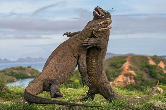 La isla de Komodo, un paraíso natural