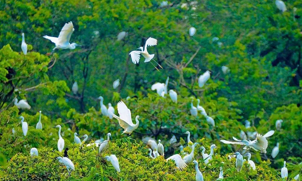 Jardín de cigüeñas Bang Lang