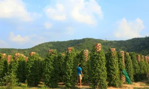 Plantaciones de pimienta
