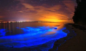 Plancton bioluminiscente en la playa