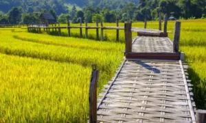 Puente de Bambú Pai